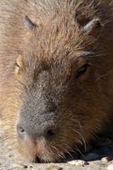 Capybara