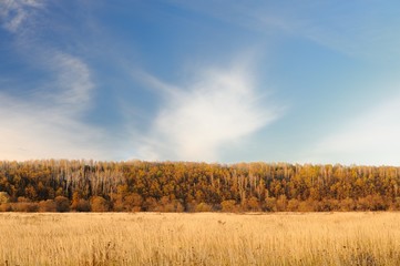 Fototapeta premium Autumn field and forest against blue sky with clouds