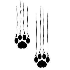 Obraz premium Footprints of a big cat. Panther or tiger traces. Vector