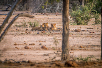 Three Lions laying in the sand.