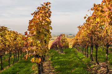 Fototapeta premium Weinberge im Herbst