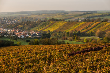 Weinberge im Herbst
