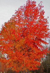 Fall Tree