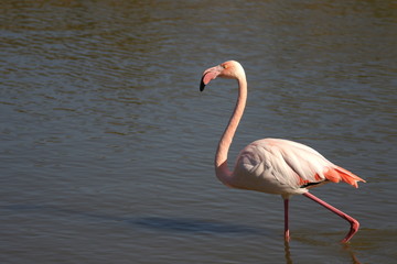 flamant rose