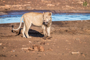 Lion standing next to a waterhole.
