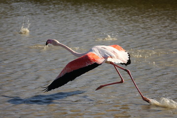 flamant rose
