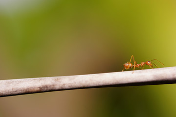 A red ant walking on a branch of tree. Bluring background. Selective focus.