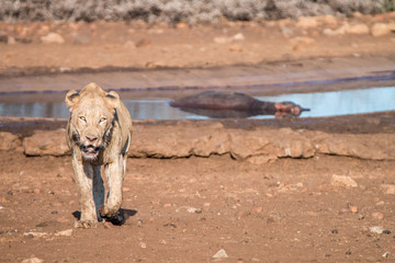 Lion walking towards the camera.