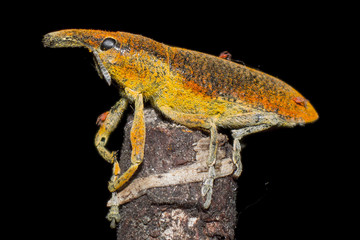 Curculionide Lixus su un Rametto