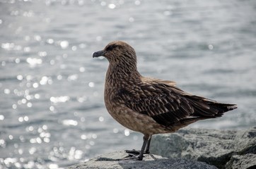 Möve
