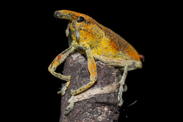 Curculionide Lixus su un Rametto