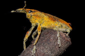 Curculionide Lixus su un Rametto