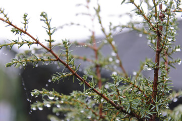 Juniper, Web and Raindrops