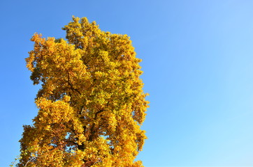 Fototapeta premium Herbst