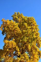 Fototapeta premium Herbst