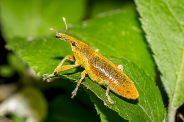 Curculionide Lixus su una Foglia