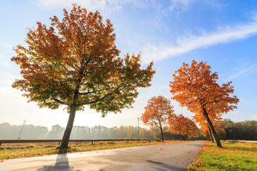 Autumn trees in alley