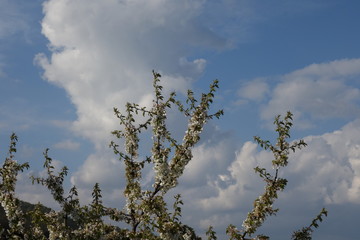 Obraz premium Clouds in the blue sky