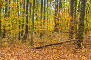 Beautiful european forest at fall