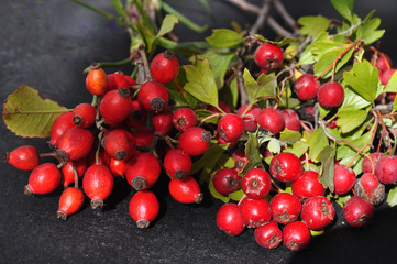 hackberries and rosehips
