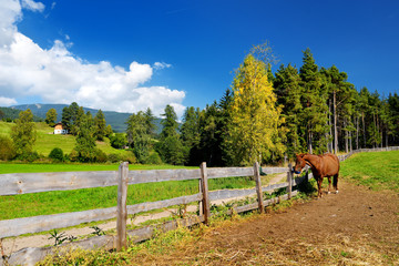 Brown horse grazing on beautiful pastures in Italian Alps