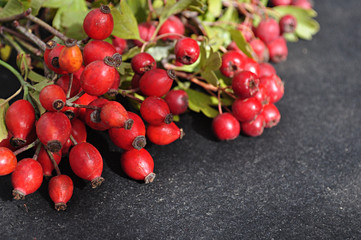 hackberries and rosehips bunches on gray background