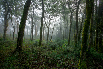 une forêt de grands troncs en automne sous le brouillard