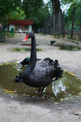 Beautiful portrait of the black swan