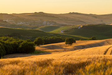 Fototapeta na wymiar Tuscany wheat field hill at sunrise