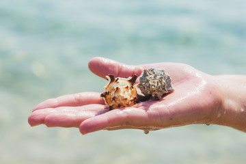 Seashell in woman hands