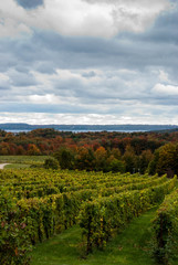 Fototapeta na wymiar Michigan Vineyards
