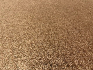 field of wheat, a top view