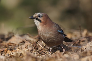 Sójka (Garrulus glandarius)
