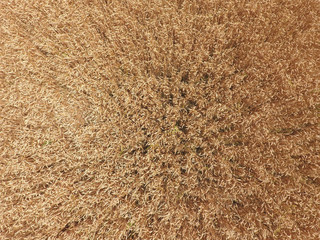 field of wheat, a top view