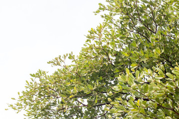 green treetop with sky,copy space,small leaf of treetop from natural