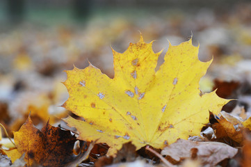 Ahornblatt und Laub im Herbst