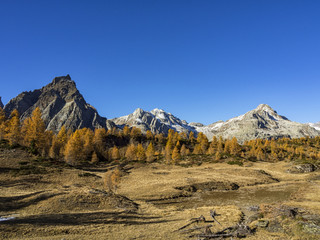 Fototapeta premium Autunno alpino ( Alpe Devero )