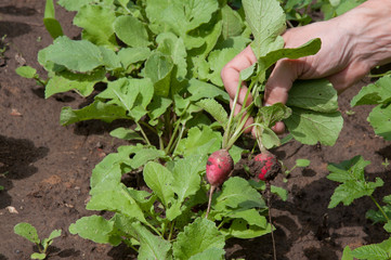 Farmer's hands with freshly harvested radish