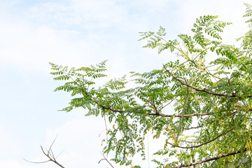 group of green leaf and sky,cloud and blue sky,green leaf from garden,green leaf make oxygen,copy space.