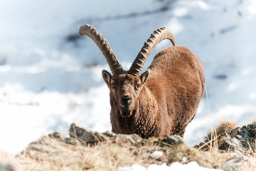 Bouquetin dans la neige