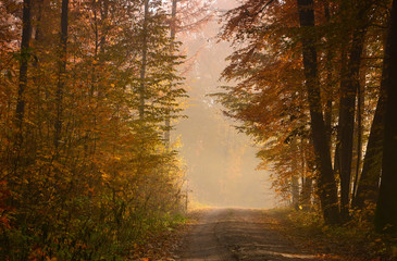 Autumn foggy forest