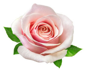 rose isolé sur blanc