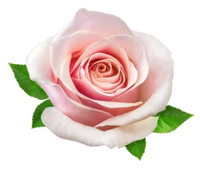 Foto op Plexiglas Rozen roos geïsoleerd op de witte