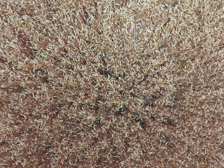 field of wheat, a top view