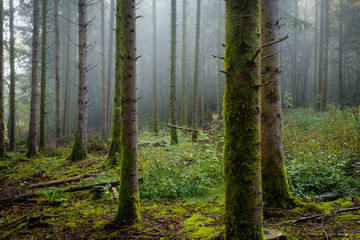 un sous bois de forêt éclairci avec du brouillard et des troncs en premier plan