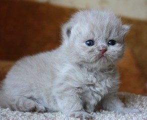 3 week's old british long hair kitten