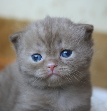 3 week's old british kitten