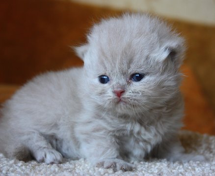 3 week's old british kitten