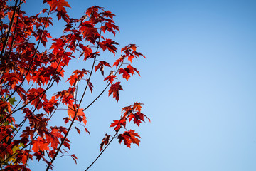 des  branches d'arbre couvertes de feuilles rouges sur un fond de ciel bleu