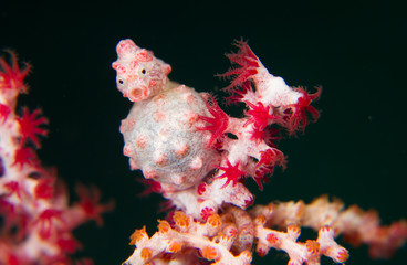 Pregnant male Bargabanti pygmy seahorse on blooming corral  © Jeroen
